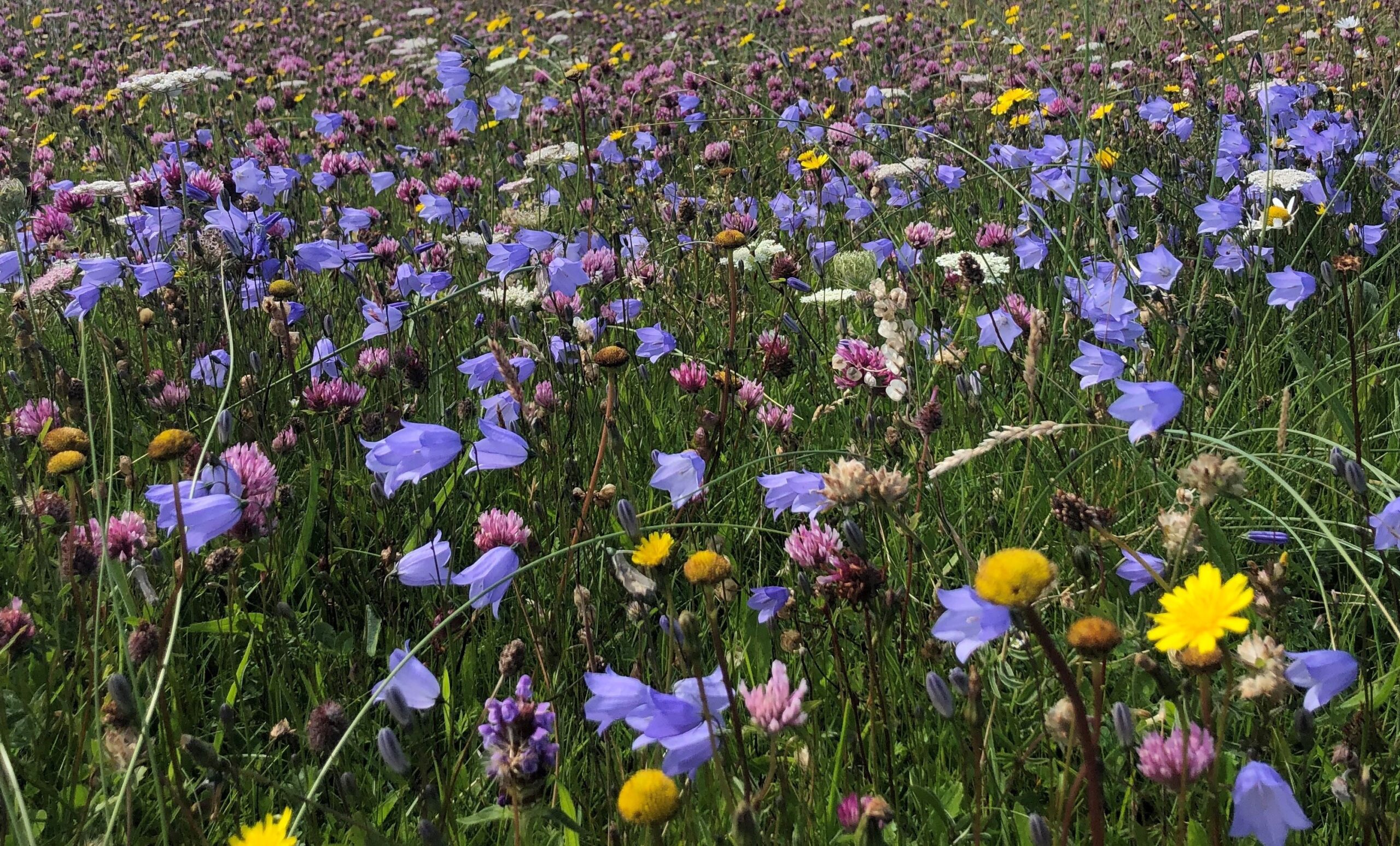 More, bigger, better and more joined up grasslands along B-Lines - Farm ...