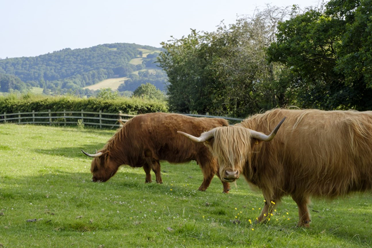 Letter to Mairi Gougeon on farming's contribution to Net Zero - Farm ...